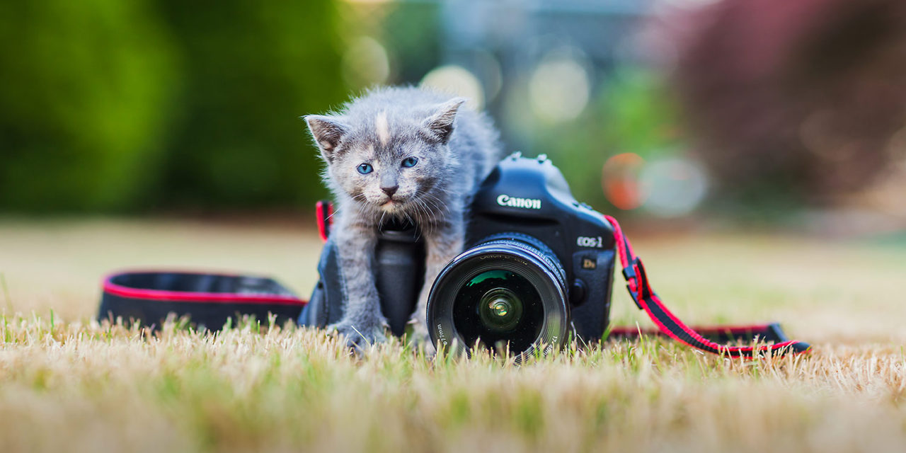 Pet Photography Tips | Ideas for Your Cat & Dog Photoshoot